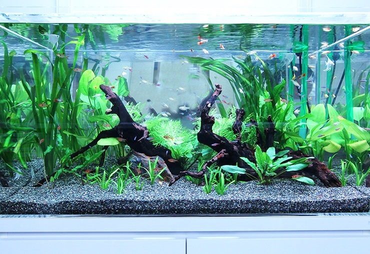 流木と水草を配置した熱帯魚水槽のレイアウト
