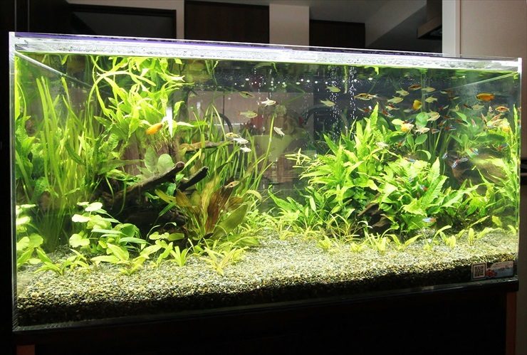 水草が茂る大型水槽を泳ぐ小型カラシンと流木のレイアウト