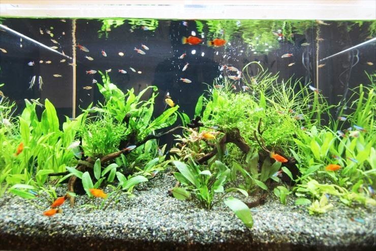 水草と流木を配置した水槽内を泳ぐ小型熱帯魚の群れ