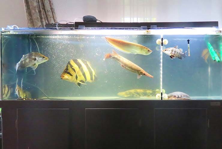 アロワナやダトニオが泳ぐ大型魚の混泳水槽