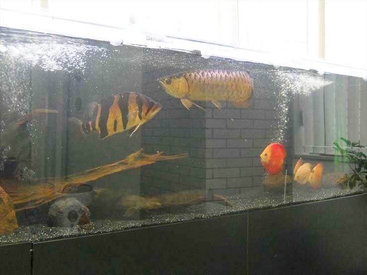 アロワナやディスカスが泳ぐ大型水槽のレイアウト