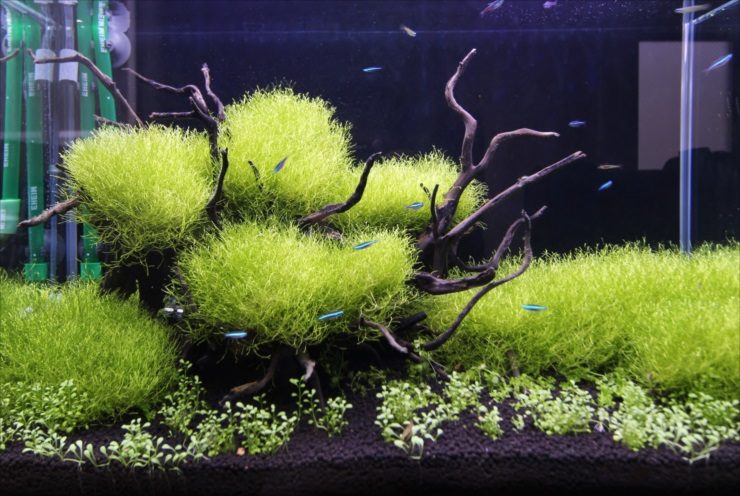 流木に茂る水草と泳ぐネオンテトラの仲間の水槽レイアウト