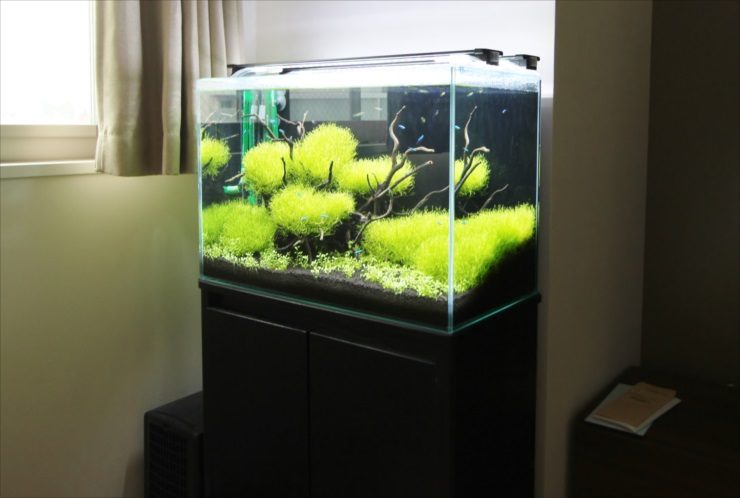 流木と緑の水草が茂るネオンテトラの仲間の水槽