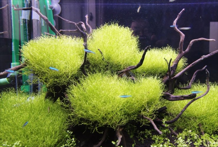 流木に茂る水草と泳ぐネオンテトラの仲間の水槽レイアウト