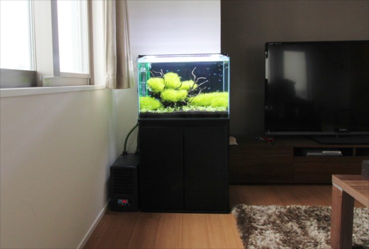 リビングのテレビ横に設置された水草水槽と黒い水槽台