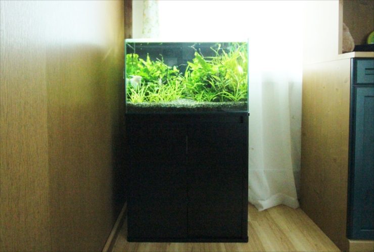 黒い水槽台に設置された水草が茂る屋内水槽