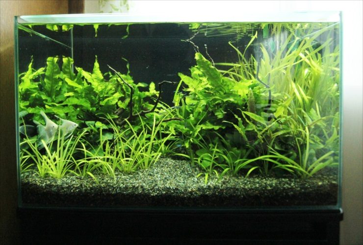 水草が茂る水槽内を泳ぐ2匹のエンゼルフィッシュ