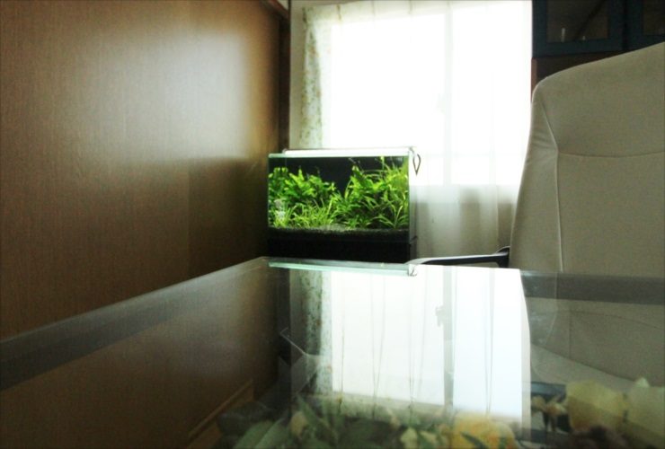 窓際のデスク横に置かれた水草が茂る熱帯魚水槽