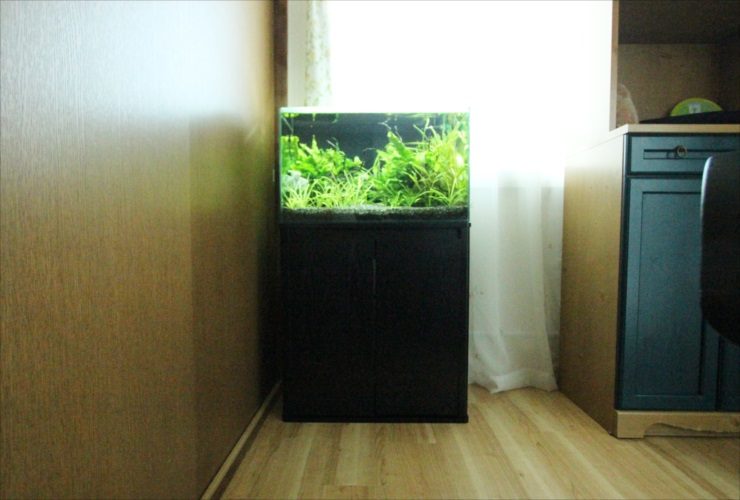 黒い水槽台に設置された水草が茂る室内水槽の全景