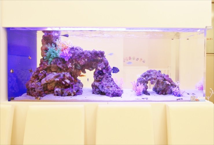 立川市 歯科クリニックの待合室 大型海水アクアリウム 設置事例 水槽画像2