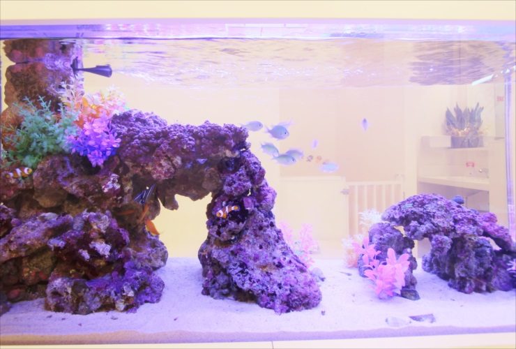 紫の岩と人工水草を配置した海水魚水槽のレイアウト