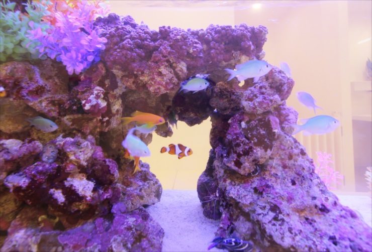 ライブロックの隙間を泳ぐクマノミと海水魚の群れ