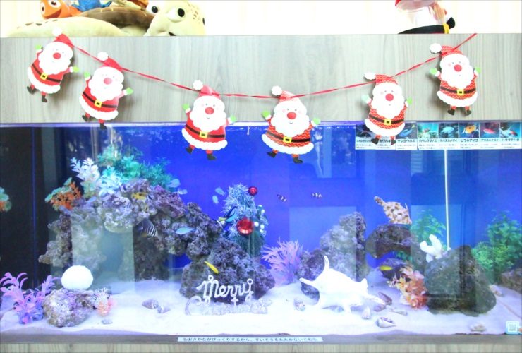 サンタの装飾を施したクリスマス仕様の海水魚水槽