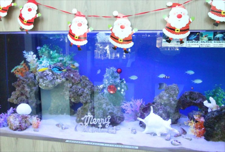 サンタの装飾とツリーを配置したクリスマス仕様の海水魚水槽