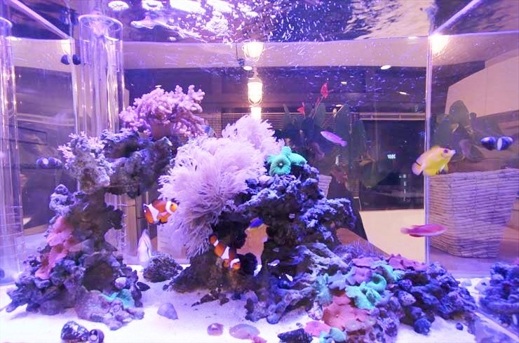 サンゴとクマノミが泳ぐ海水魚水槽のレイアウト
