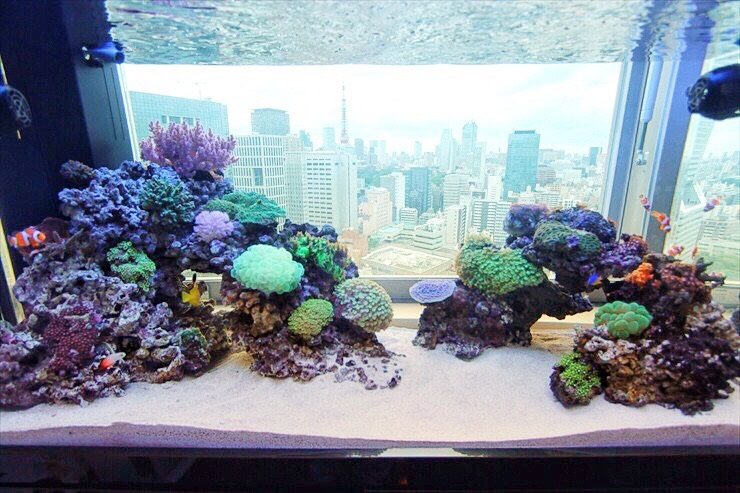 都会のビル群を背景にしたサンゴ礁の海水魚水槽