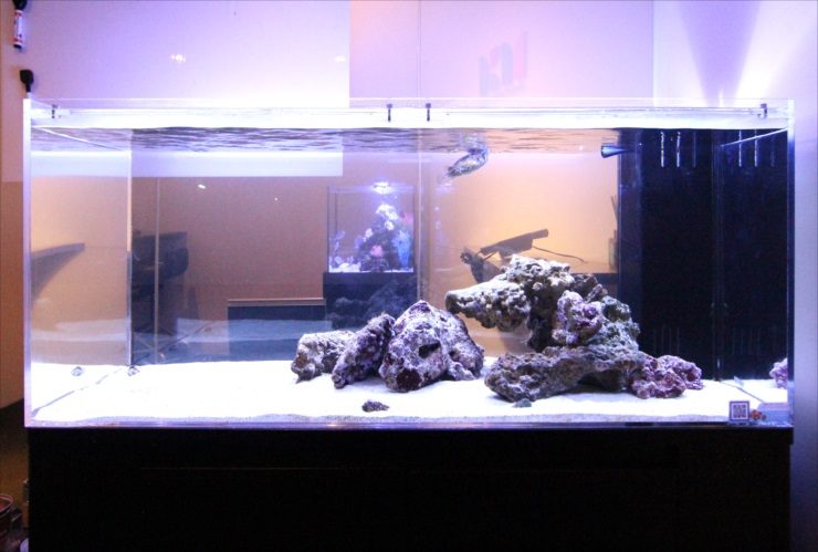 白い砂とライブロックを配置した大型の海水魚水槽