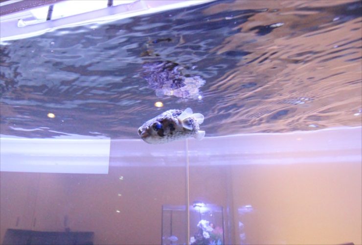 水槽の水面付近を泳ぐフグの仲間と水面に映る魚影