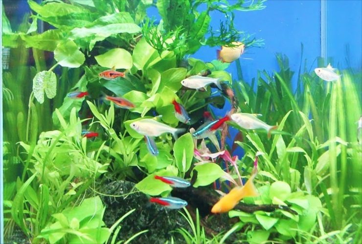 ネオンテトラの仲間と水草が泳ぐ水槽レイアウト