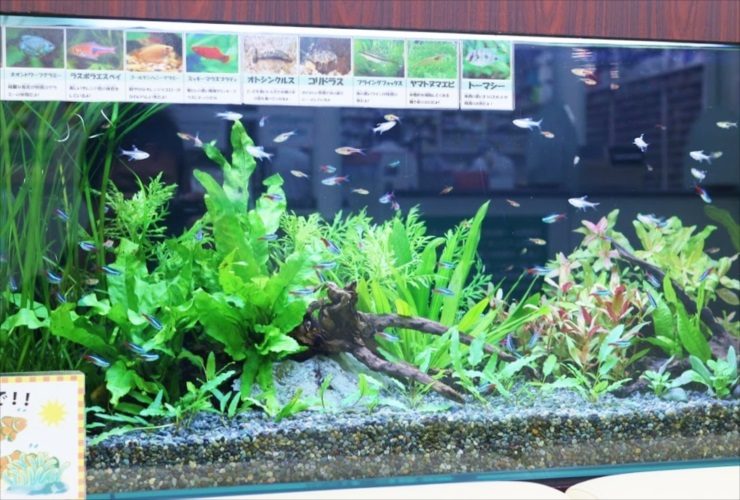 ネオンテトラの仲間が泳ぐ水草レイアウト水槽の全景