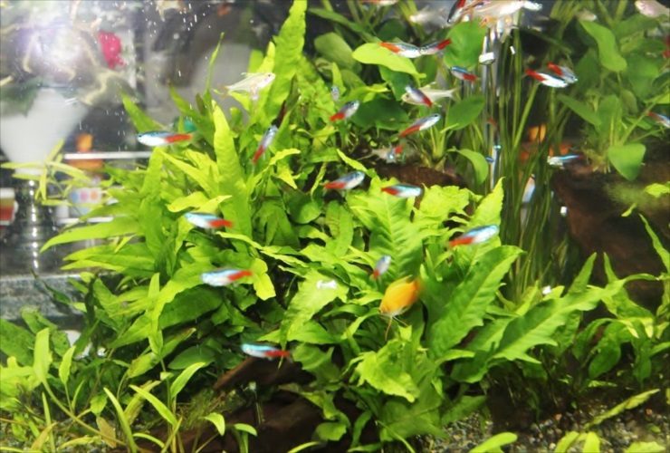 水草の茂みを泳ぐネオンテトラの仲間と小型熱帯魚群