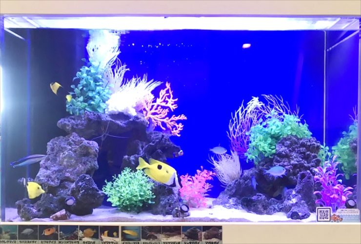 世田谷区 小児科の待合室に設置 海水魚水槽 レイアウトリニューアル事例 水槽画像2