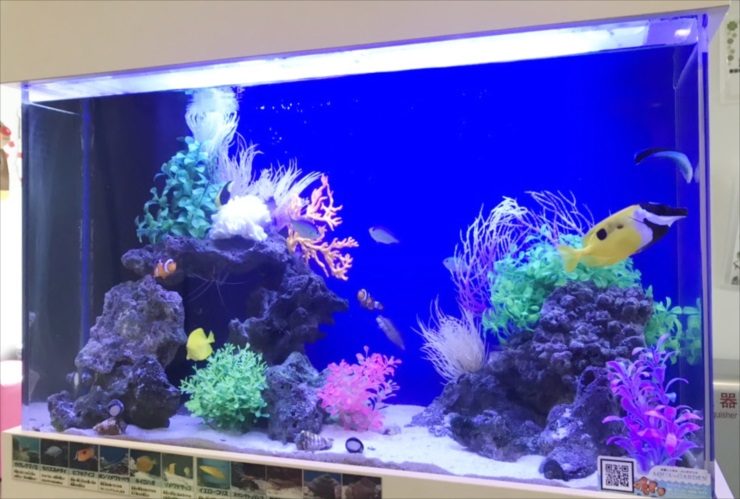世田谷区 小児科の待合室に設置 海水魚水槽 レイアウトリニューアル事例 水槽画像3