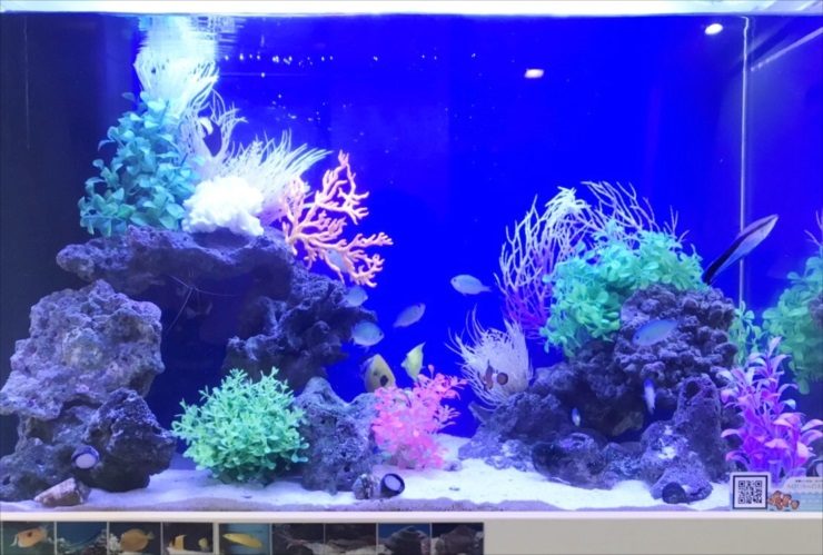 青い背景にサンゴ模型と熱帯魚が泳ぐ海水魚水槽