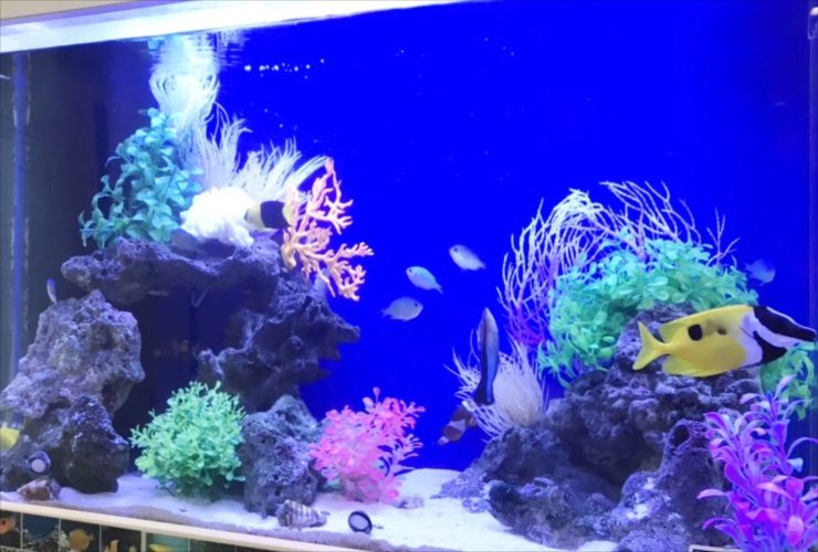 青い背景の水槽を泳ぐ黄色い海水魚と造花サンゴのレイアウト