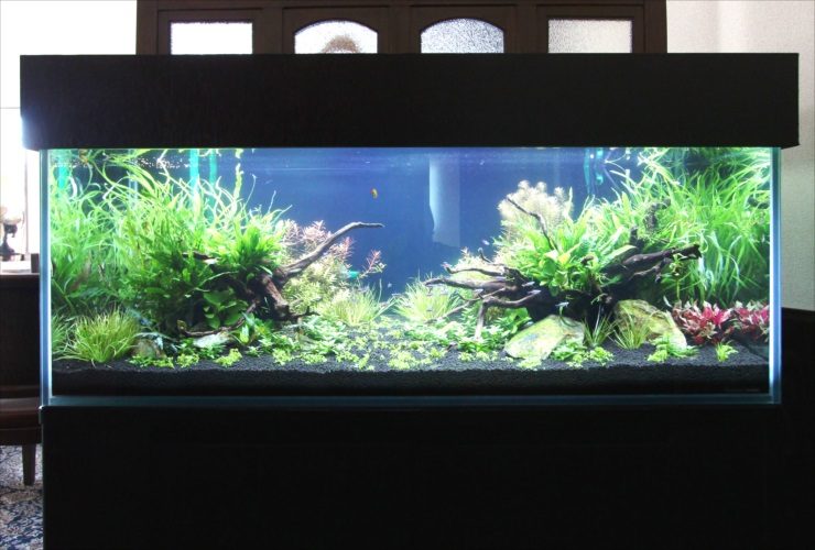 流木と水草を配置した大型の淡水魚水槽レイアウト
