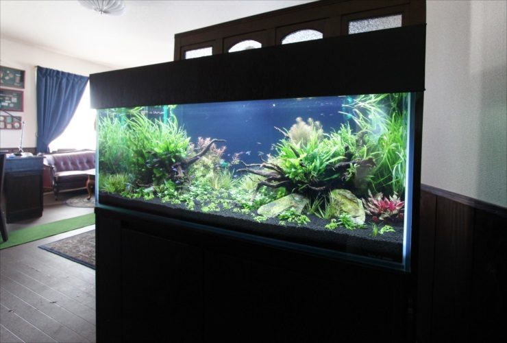 流木と水草を配置した大型の淡水熱帯魚水槽の全景
