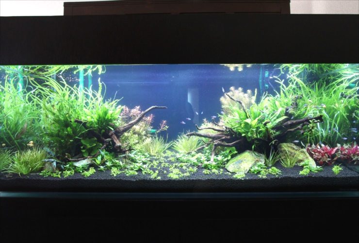 流木と水草を配置した大型の淡水魚水槽レイアウト