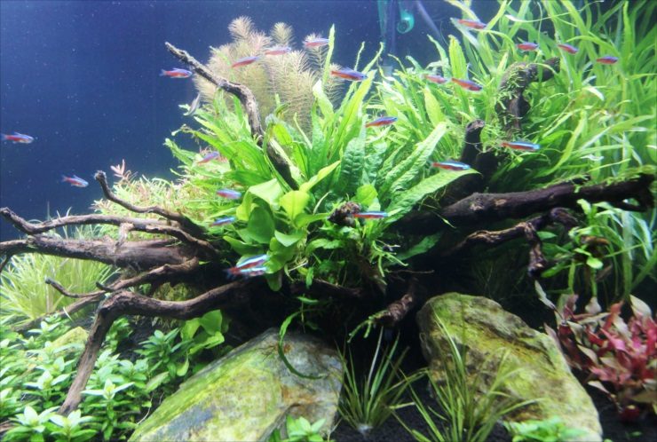 流木と水草の間に群れるネオンテトラの仲間の水槽レイアウト