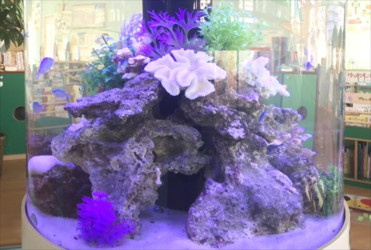 円柱水槽内のライブロックと青い海水魚のレイアウト