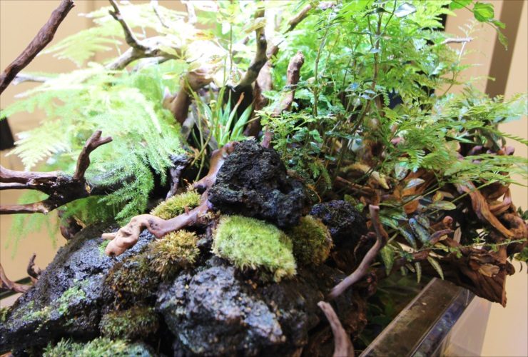 流木と溶岩石に苔やシダ植物を配置したアクアテラリウム