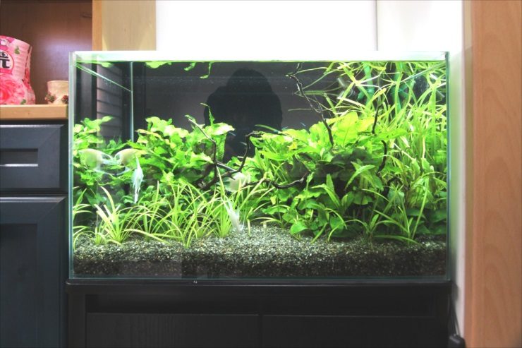水草が茂る水槽内を泳ぐエンゼルフィッシュと流木の景観
