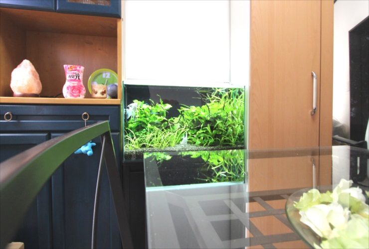 家具の間に設置された水草水槽とガラス天板のテーブル