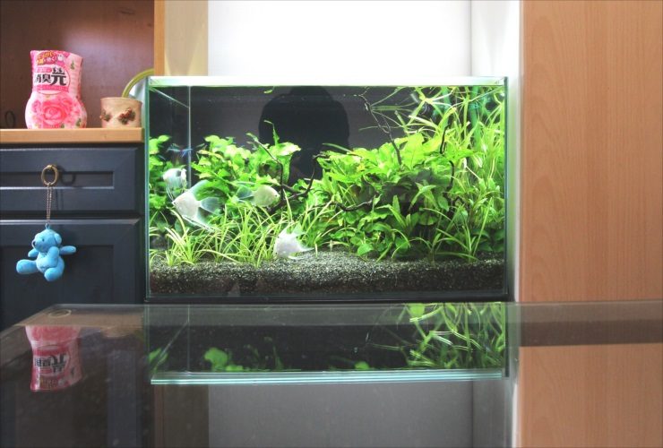 水草が茂る水槽内を泳ぐ白いエンゼルフィッシュの仲間
