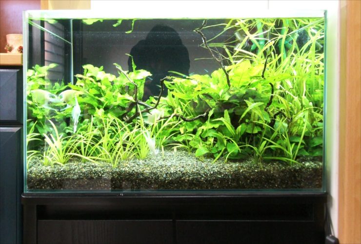 水草が密生する水槽内を泳ぐエンゼルフィッシュの仲間