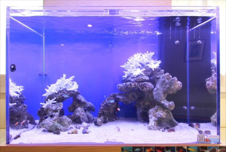 横浜市 内科皮膚科 待合室 90cm海水魚水槽 短期レンタル事例 水槽画像2