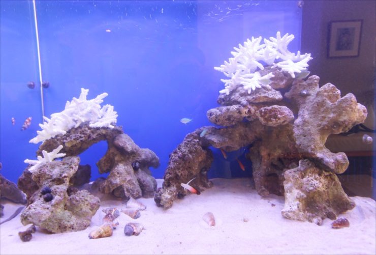青い背景に白いサンゴと岩を配置した海水魚水槽