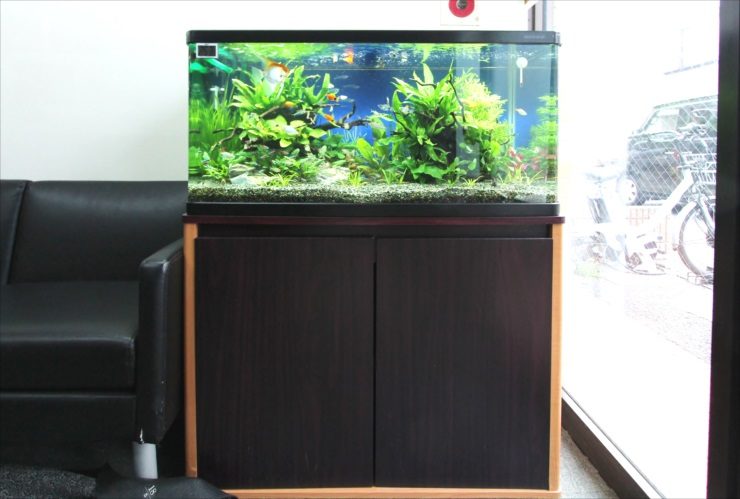 黒い水槽台に設置された水草と熱帯魚の泳ぐ水槽