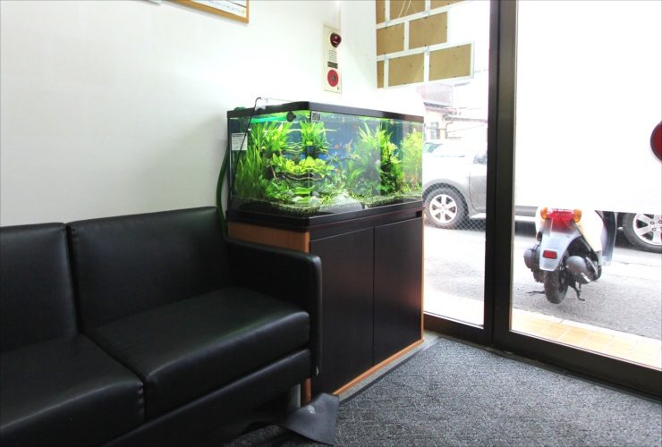 黒いソファの横に設置された水草が茂る熱帯魚水槽