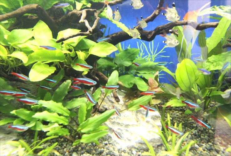 水草水槽を泳ぐネオンテトラの仲間と流木のレイアウト