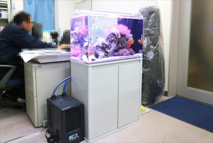 世田谷区　オフィス内に設置　60cm海水魚水槽　設置事例のサムネイル画像