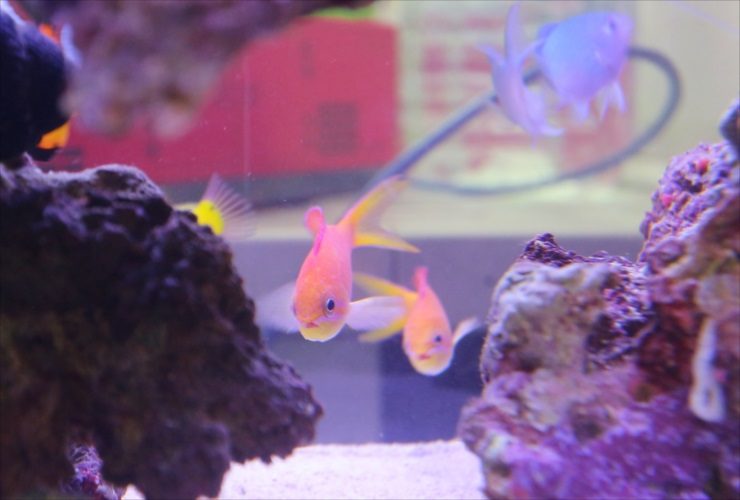岩の隙間を泳ぐオレンジ色の海水魚とライブロック