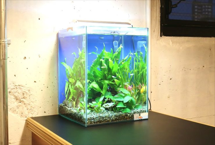 中央区 オフィス 30cm淡水アクアリウム お試し水槽設置事例のサムネイル画像