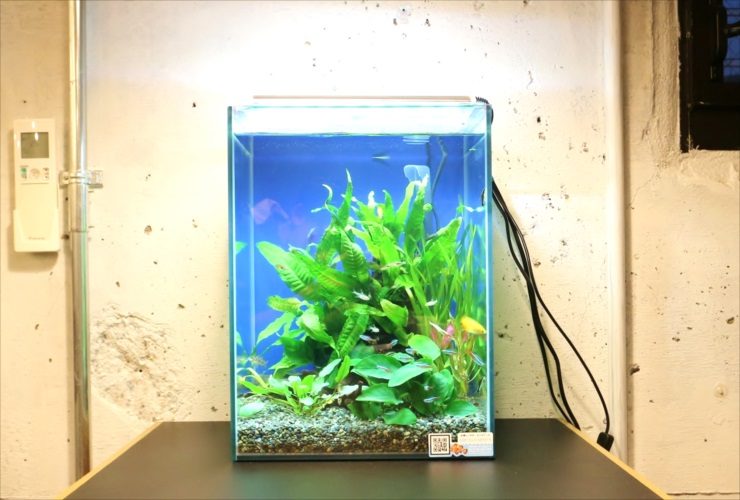 水草が茂る小型水槽と泳ぐネオンテトラの仲間たち