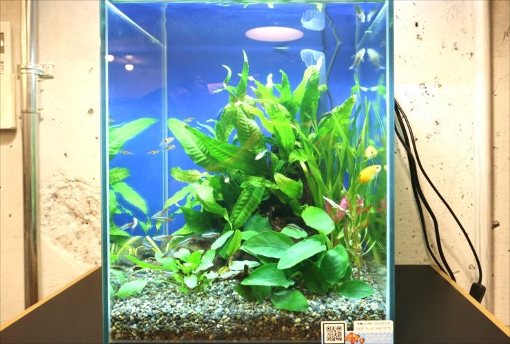 水草が茂る小型水槽と泳ぐ小型カラシンや熱帯魚の仲間