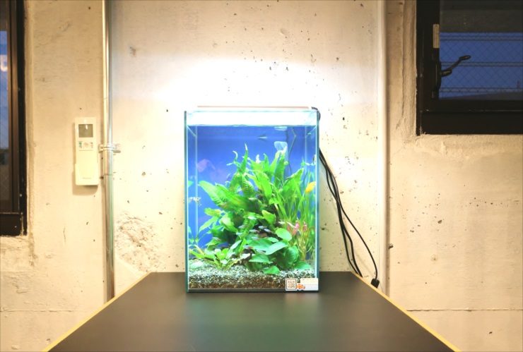 コンクリート壁の前に置かれた水草が茂る小型水槽